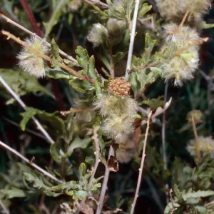 Ambrosia eriocentra, West of Vulcan Mine, Providence Mountains, Mojave National Preserve, San Bernardino County