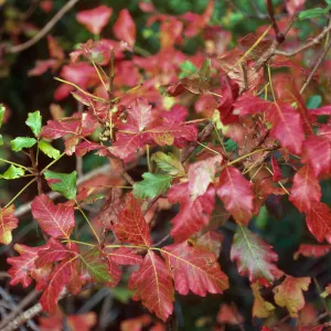 Toxicodendron, Salmon Creek, Monterey County