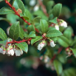 Vaccinium ovatum, Tranquillon Peak, Santa Barbara County