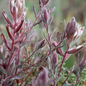 Cordylanthus maritimus, Carpinteria Salt Marsh, Santa Barbara County