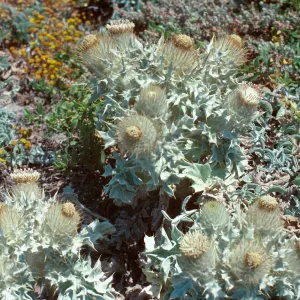 Cirsium rhotophilum, Point Conception, Santa Barbara County