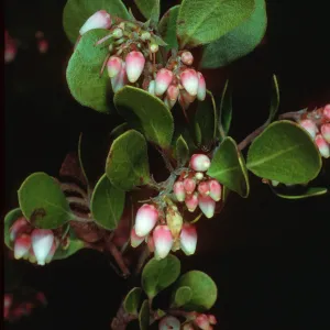 Arctostaphylos rudis, Burton Mesa, Santa Barbara County