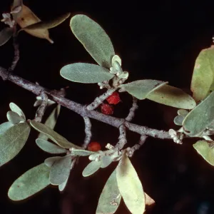 Sheperdia argentea, Cuyama River by Ozena Camp, Ventura County