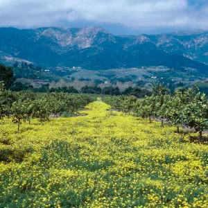 Bermuda buttercup, Sour grass, orchard w/Oxalis pes-caprae, North of Highway 101, East of Santa Barbara