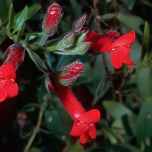Galvezia speciosa, Santa Barbara Botanic Garden