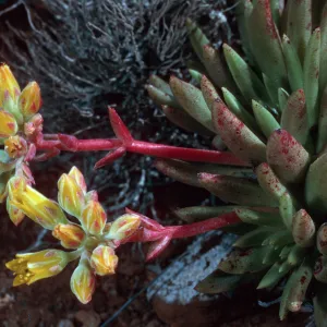 Dudleya linearis, Northwest side, near lighthouse, West San Benito Island