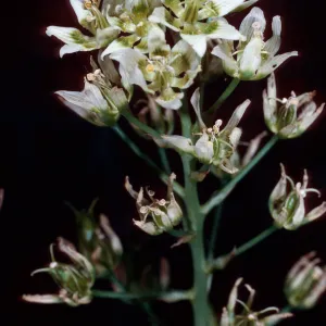 Zigadenus, Jesusita Trail, Santa Barbara County