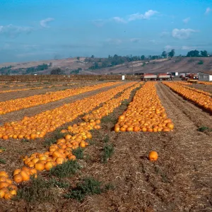 pumpkin patch, Las Posas Road, Camarillo, Ventura County