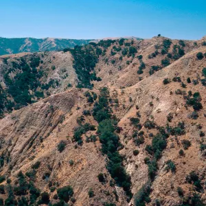 Lynothamnus on fault