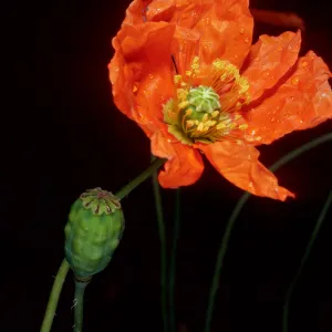Papaver californicum, burn at Lake Cachuma, Santa Barbara County