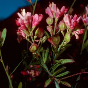 Polygala cornuta, Matilija Canyon, Ojai, Ventura County