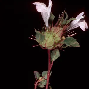 Acanthomintha obovata, road to Thorne Meadows, Ventura County