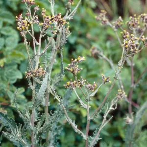 Erechtites arguta, head of San Augustine Road, Hollister Ranch, Santa Barbara County