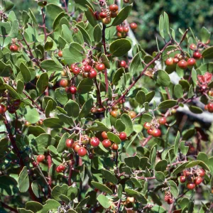 Arctostaphylos rudis, Ken Adam County Park, Santa Barbara County