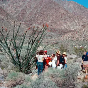 Santa Barbara Botanic Garden class, Palm Canyon, Anza-Borrego State Park, San Diego County
