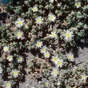 Mesembryanthemum nodoflorum, East Anacapa Island
