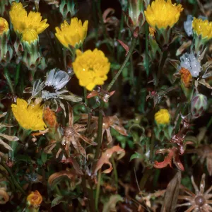 Malacothrix foliosa ssp. crispifolia, EA-80, just West of lighthouse, East Anacapa Island