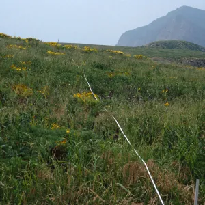 Transect #5, looking West, Middle Anacapa Island