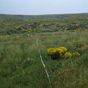 Transect #5, looking East, Middle Anacapa Island