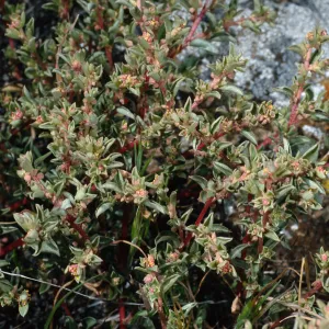 Atriplex pacifica, West Anacapa Island