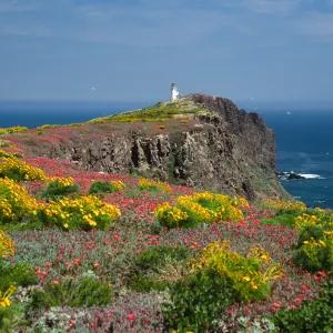 view of lighthouse, Coreopsis, Malephora, East Anacapa Island