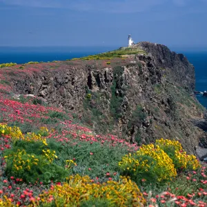 Coreopsis, Malephora, lighthouse, Southeast end, East Anacapa Island