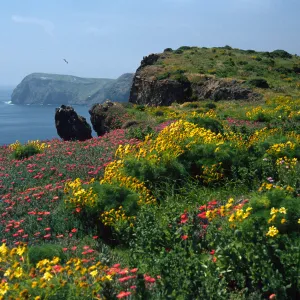 Coreopsis, Malephora, Southeast end, East Anacapa Island