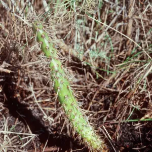 Opuntia (Prickly-pear) seedling, West Anacapa Island
