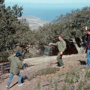 oak exclosures, Black Mountain, Santa Rosa Island