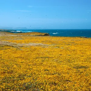 Lasthenia, West of Garanon Canyon, Santa Rosa Island