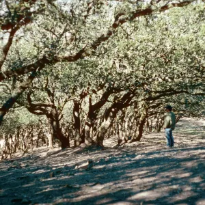 Quercus tomentella, Black Mountain, Santa Rosa Island