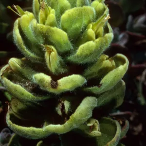 Castilleja mollis, Carrington Point pasture, Santa Rosa Island
