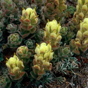 Castilleja mollis, West side of Carrington Point, Santa Rosa Island