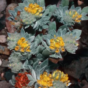 Lotus argophyllus niveus, Central Valley, near field station, Santa Cruz Island