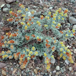 Lotus argophyllus niveus, Central Valley, at field station, Santa Cruz Island