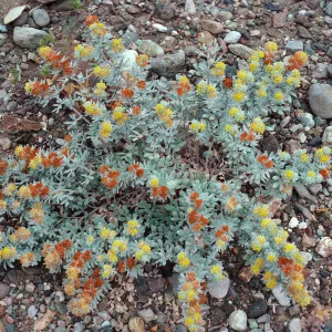 Lotus argophyllus niveus, Central Valley, near field station, Santa Cruz Island