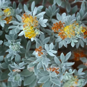 Lotus argophyllus niveus, CaÃ±ada Del Puerto, Santa Cruz Island