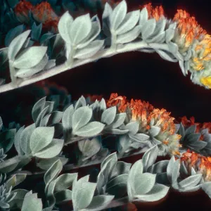 Lotus argophyllus niveus, canyon due North of Lyndals house, 