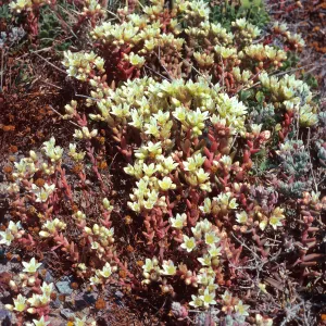 Dudleya nesiotica, Fraser Point, note: from Santa Barbara Botanic Garden Annual Report, Santa Cruz Island