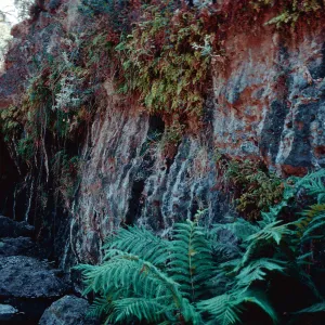 wet bank in canyon, above Dicks Harbor, Santa Cruz Island
