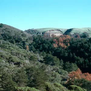 Eastern Pine forest, Santa Cruz Island