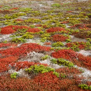 Mesembryanthemum crystallinum, Salicornia, Forneys Cove, Santa Cruz Island