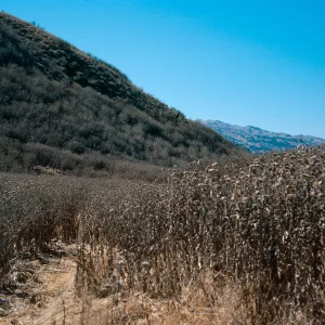 Silybum, above China Harbor, Santa Cruz Island