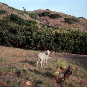sheep, Coches Prietos, Santa Cruz Island