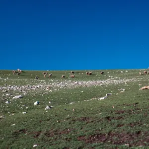 sheep, Campo Grande Road, East end, Santa Cruz Island