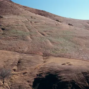 sheep damage in Ram Canyon, North fork of CaÃ±ada Larga, Santa Cruz Island