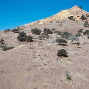 sheep damage in Ram Canyon, North fork of CaÃ±ada Larga, Santa Cruz Island