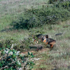 island foxes, South Ridge Road, Christy Pines, Santa Cruz Island