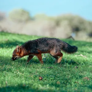 island fox, Peak 1848, Santa Cruz Island