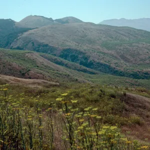 Foeniculum, road to China Harbor, burn of July, 1990, Santa Cruz Island